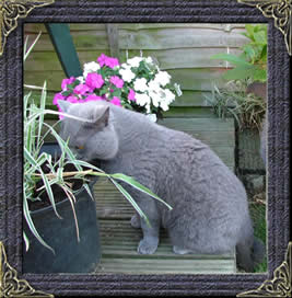 British Shorthair Blues